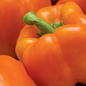 Orange Sun Pepper Seeds - The Pepper Pantry (Formerly Marie Sharp's)